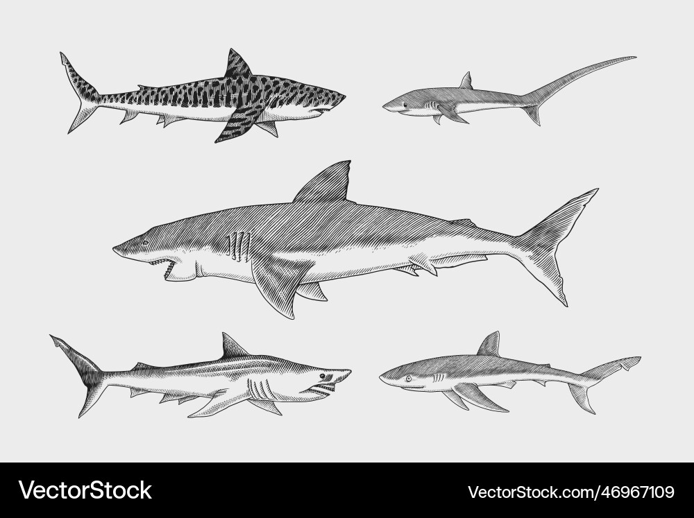 Sharks setgreat white shark sixgill sawshark Sharks setgreat white shark sixgill sawshark vector image