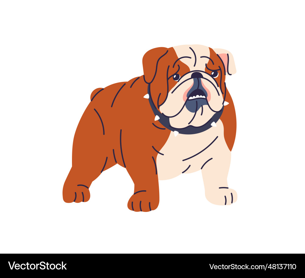 Funny dog english bulldog breed cute fat puppy Funny dog english bulldog breed cute fat puppy vector image
