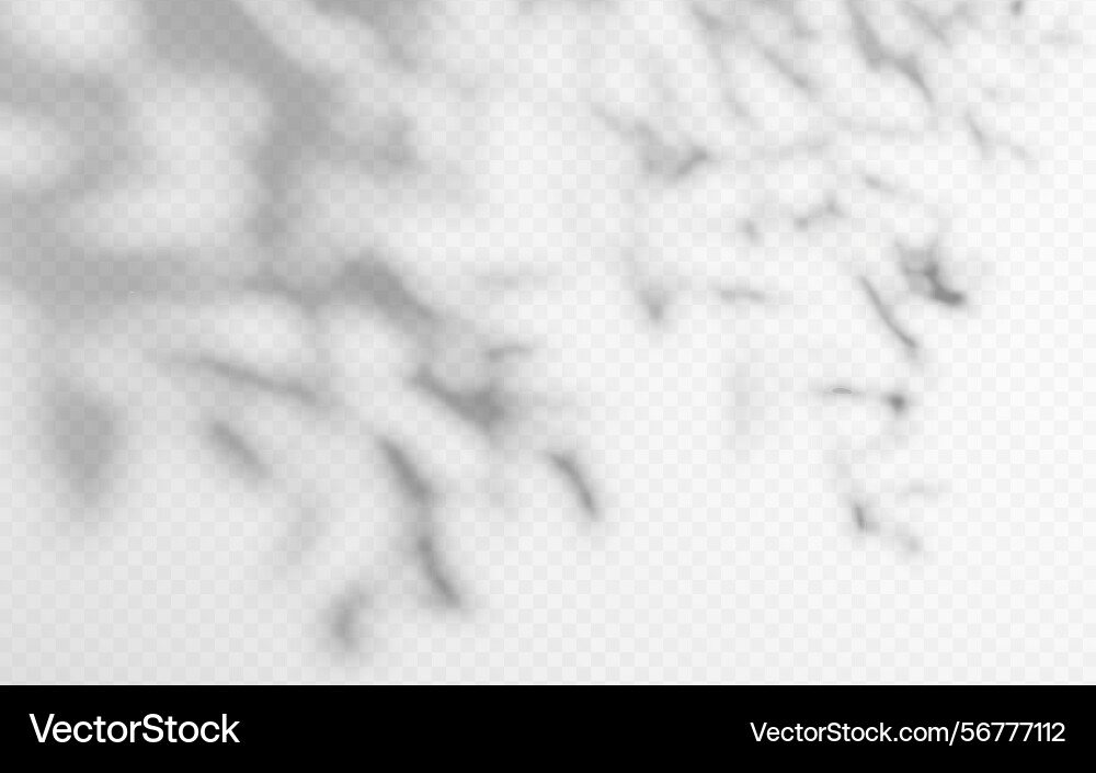 Shadow overlay from a tree branch isolated Vector Image