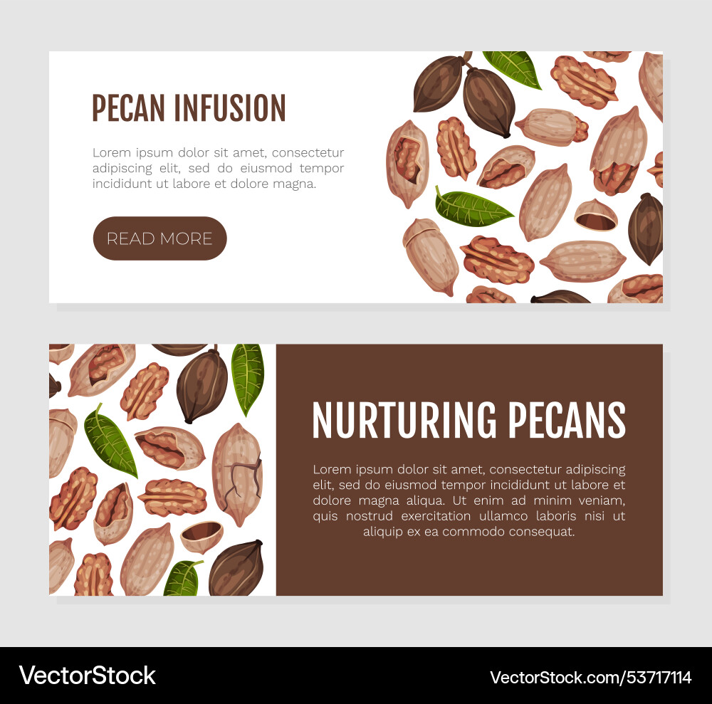 Pecan nut banner design with kernel and shell Vector Image