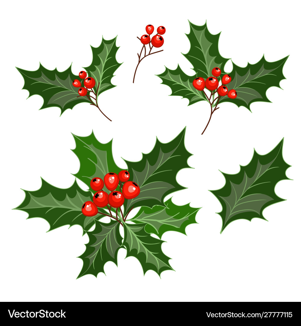 Red Holly Branches with Berries Vector Image