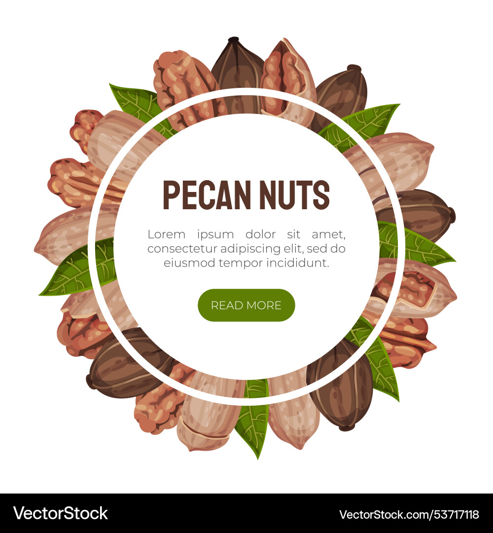 Pecan nut banner design with kernel and shell Pecan nut banner design with kernel and shell vector image