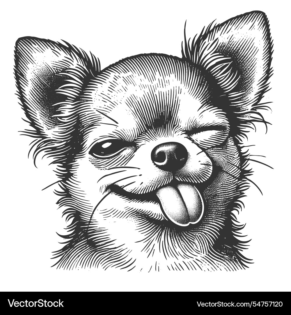 Chihuahua with calm expression Chihuahua with calm expression vector image