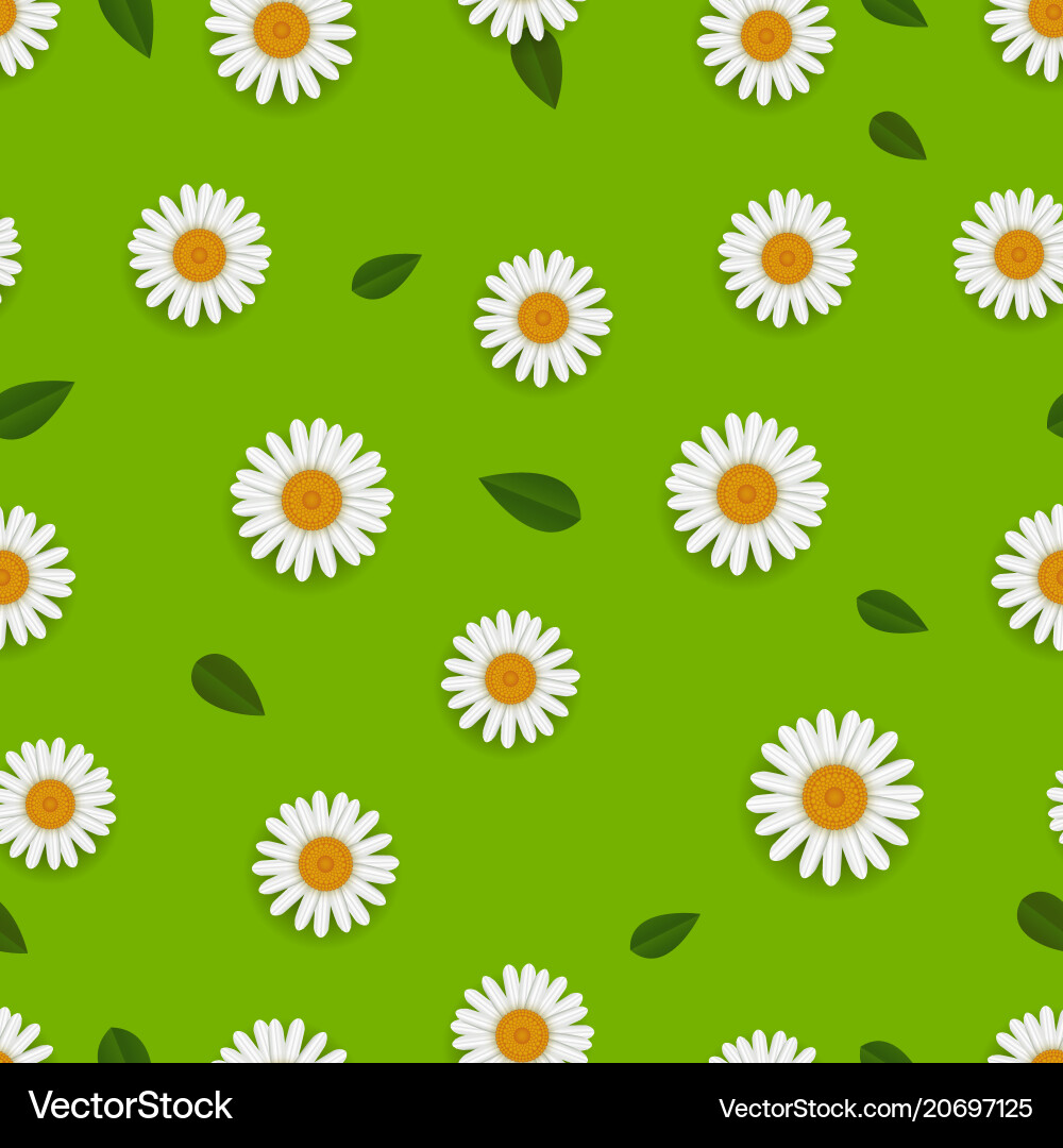 Spring Camomile Pattern Vector Image