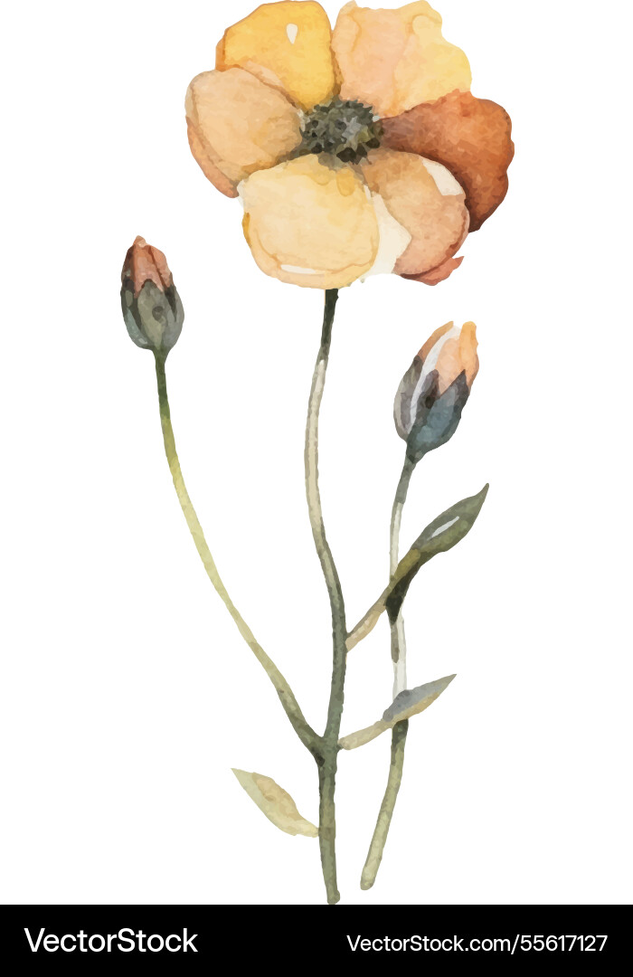 Aquarell bemalte Blume Hand gezogen Aquarell bemalte Blume Hand gezogen vektorbild