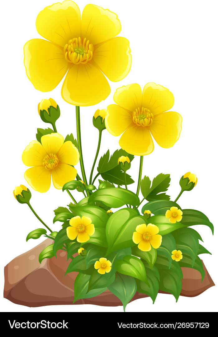 Yellow Flowers and Rocks Vector Image