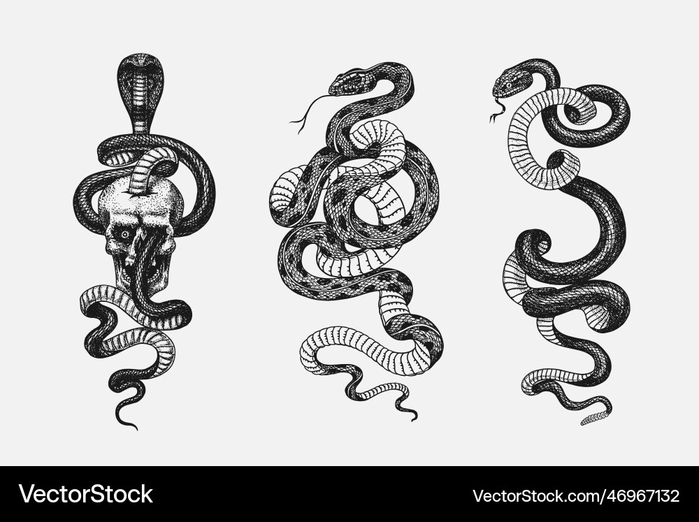 Set von Schlangen pythonidae oder python boinae Set von Schlangen pythonidae oder python boinae vektorbild