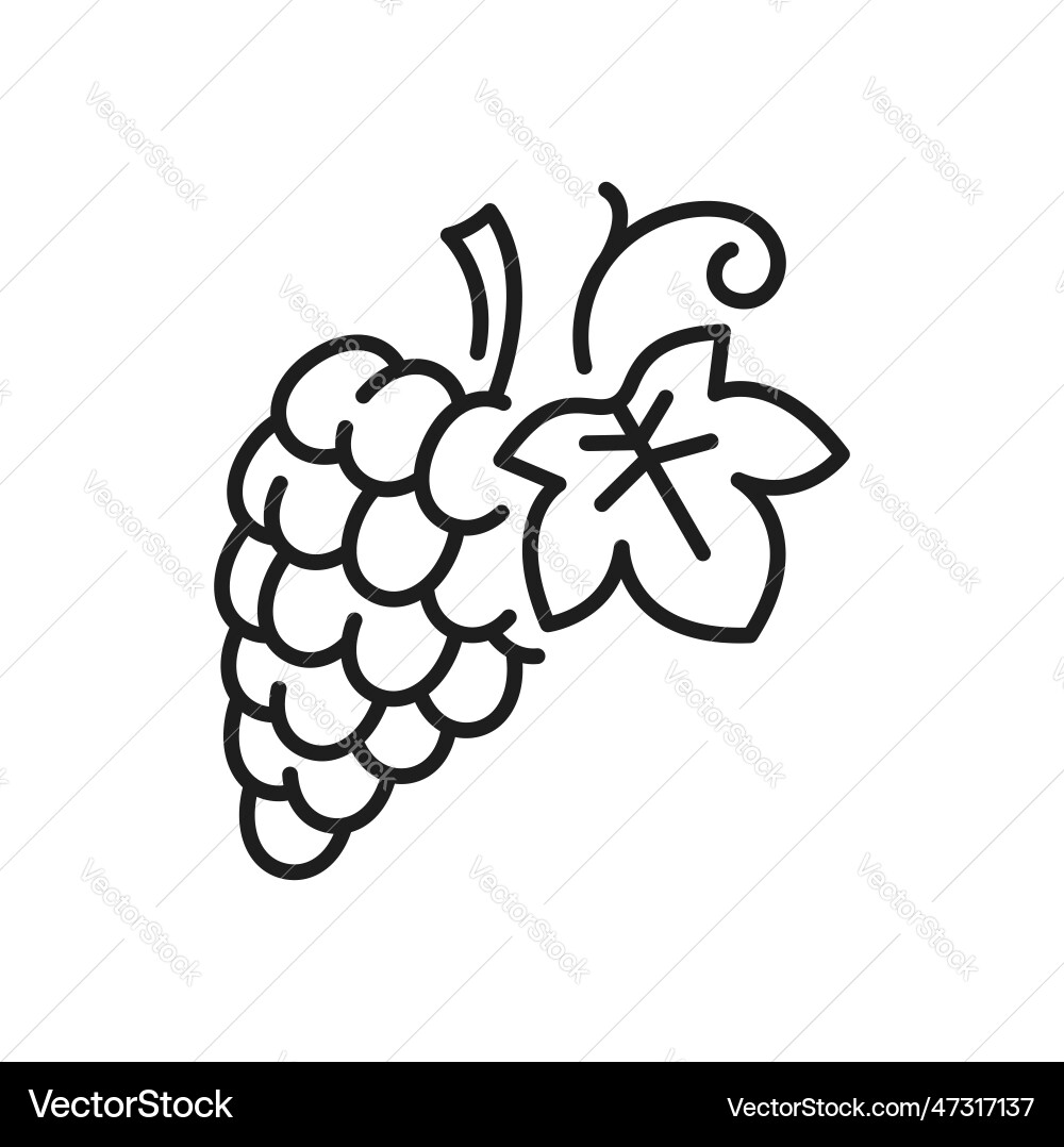 Bunch of grape on stem with leaf isolate line icon vector image
