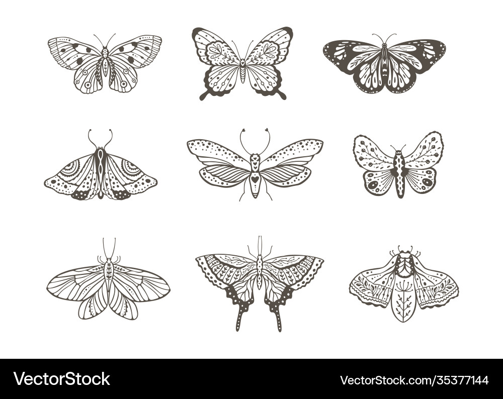 Bohemian Butterfly Art vector image