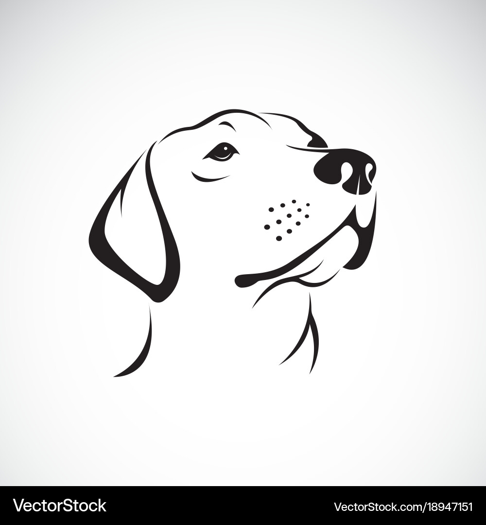 Labrador Retriever Head Portrait Vector Image