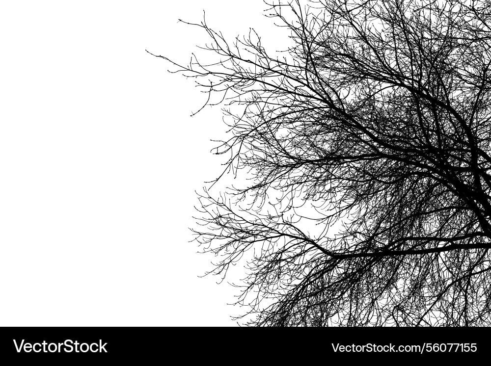 Black branches tree isolated on white Black branches tree isolated on white Vector Image
