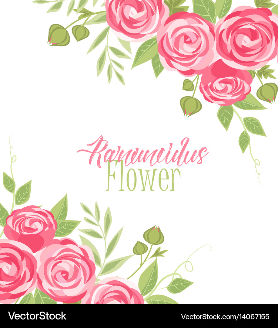 Vector Ranunculus Ranunculus flower Royalty Free Vector Image - VectorStock