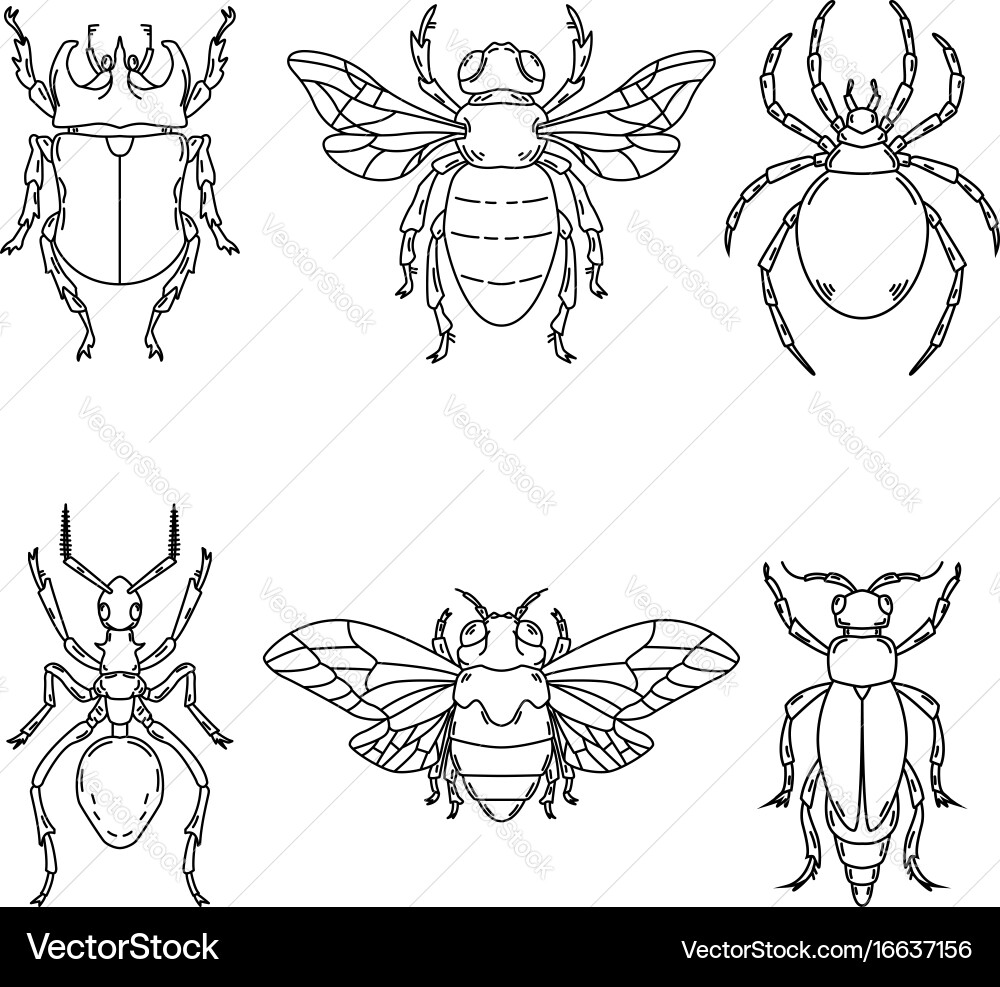 Beetle Collection - Isolierte Insekten Vektorbild