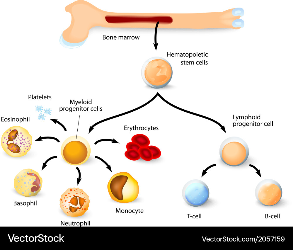Hematopoietic Stem Cell Development Royalty Free Vector