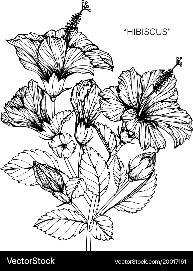 Hibiscus Blossom Sketch Vector Image