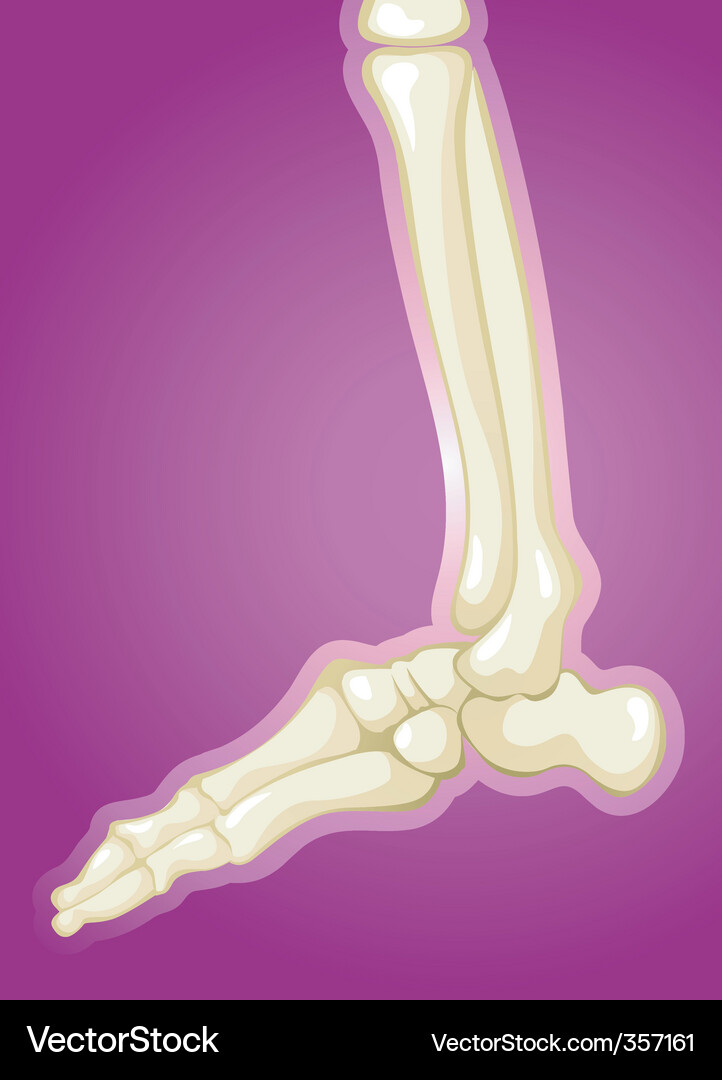 Menschliche Beine Knochen anatomie Vektorbild
