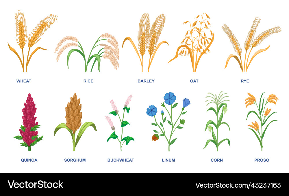 Set of different cereal plants vector image