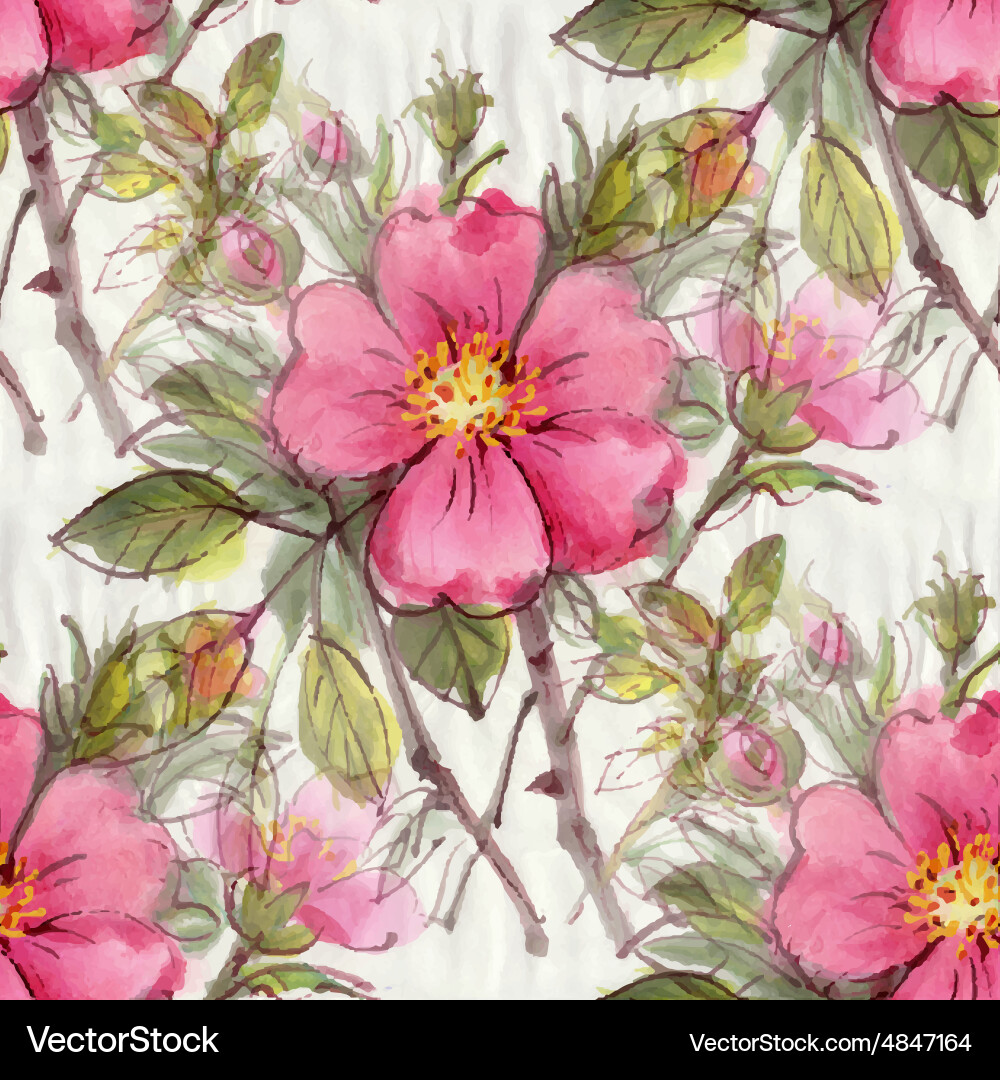 Dog rose Royalty Free Vector Image - VectorStock