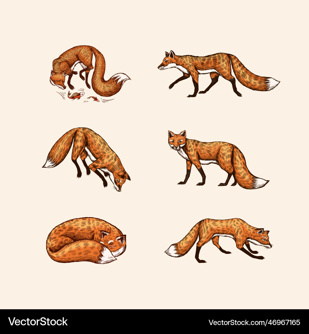 Wild red fox set forest ginger animal flying Wild red fox set forest ginger animal flying vector image