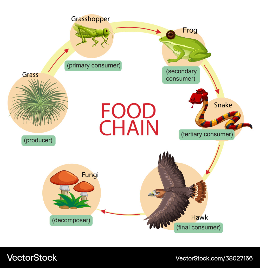 Diagram showing food chain Royalty Free Vector Image Biology Diagrams