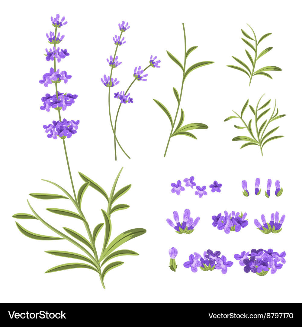 Lavender Floral Elements Royalty Free Vector Image
