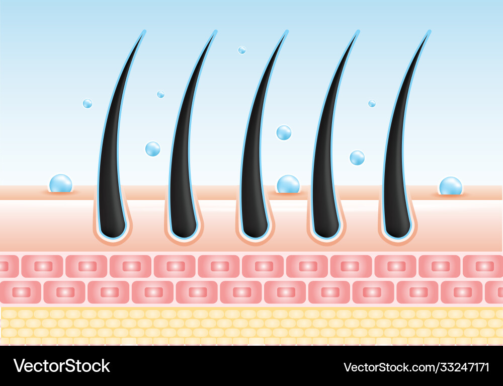Hair care serum follicle diagnostics anatomy skin Hair care serum follicle diagnostics anatomy skin vector image