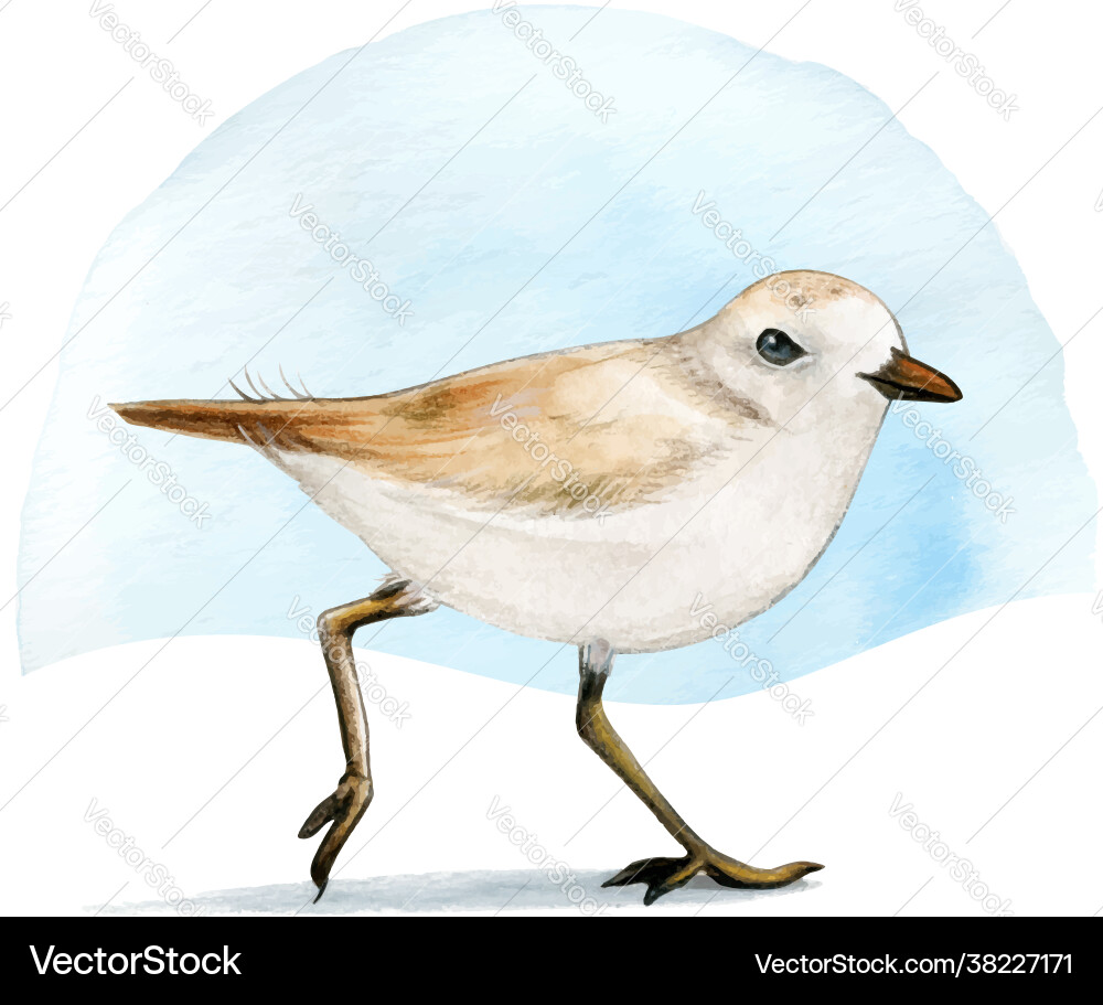 Watercolor plover bird on sand Watercolor plover bird on sand vector image