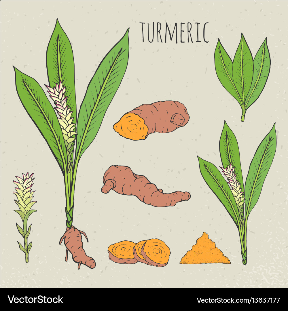 Turmeric medical botanical isolated Royalty Free Vector