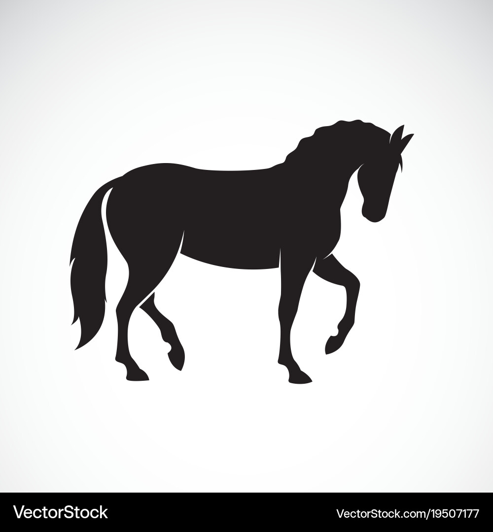 Wild Horse Silhouette on White Vector Image