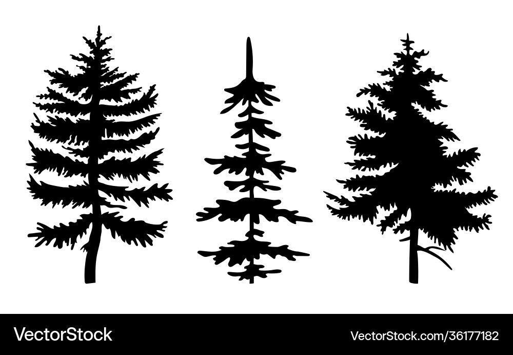 Black Fir Tree Silhouettes Vector Image