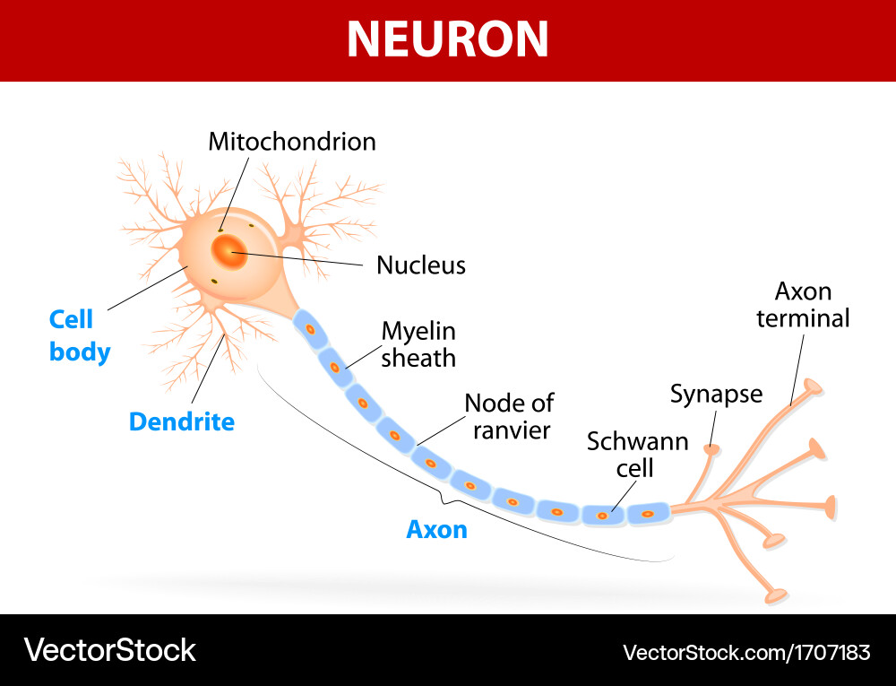 Neuron cell