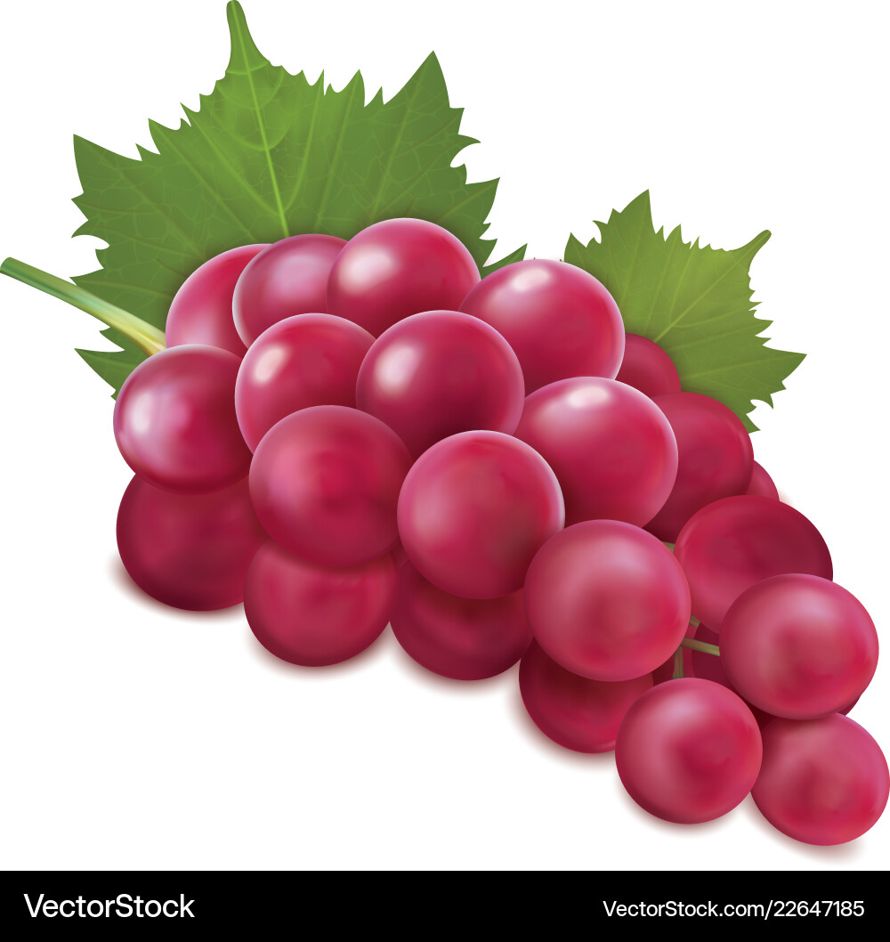 Grapes bunch Royalty Free Vector Image - VectorStock