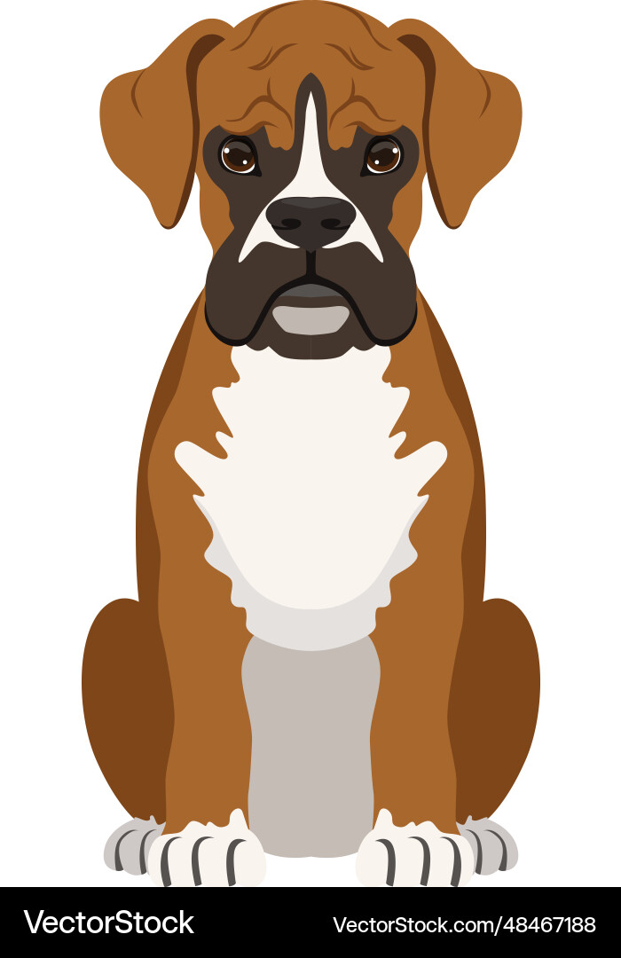 Boxer dog fight breed animal pet portrait Vector Image