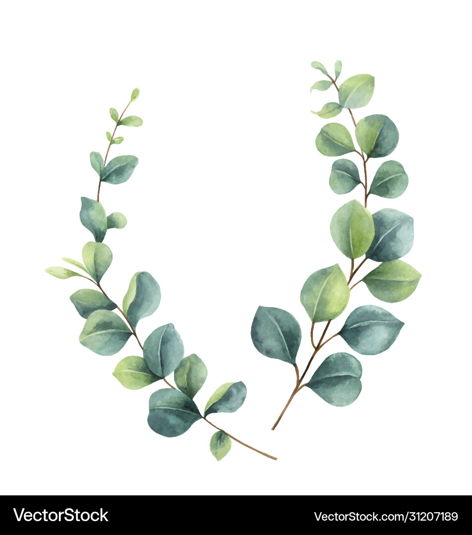 Watercolor Eucalyptus Wreath Vector Image