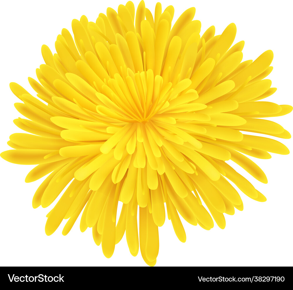 Dandelion realistic vector image