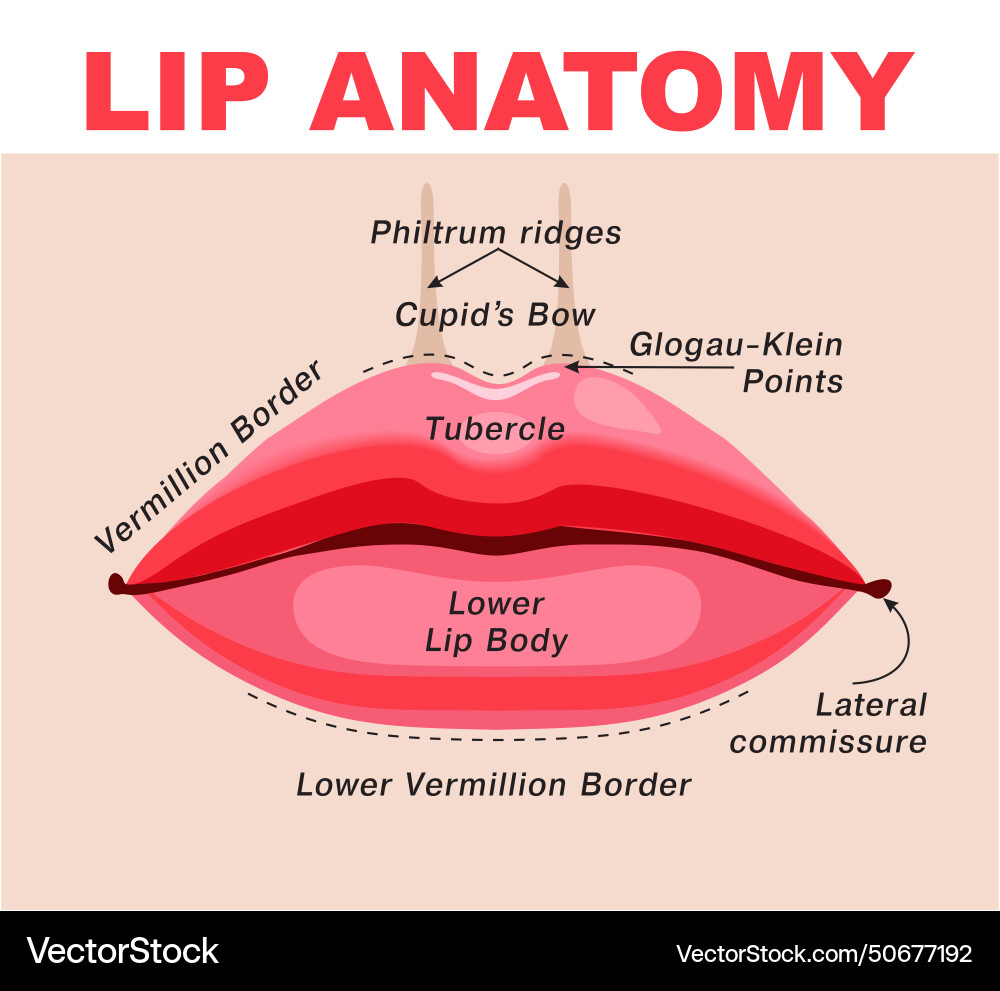 Anatomy of lips with detailed labeled parts Anatomy of lips with detailed labeled parts vector image
