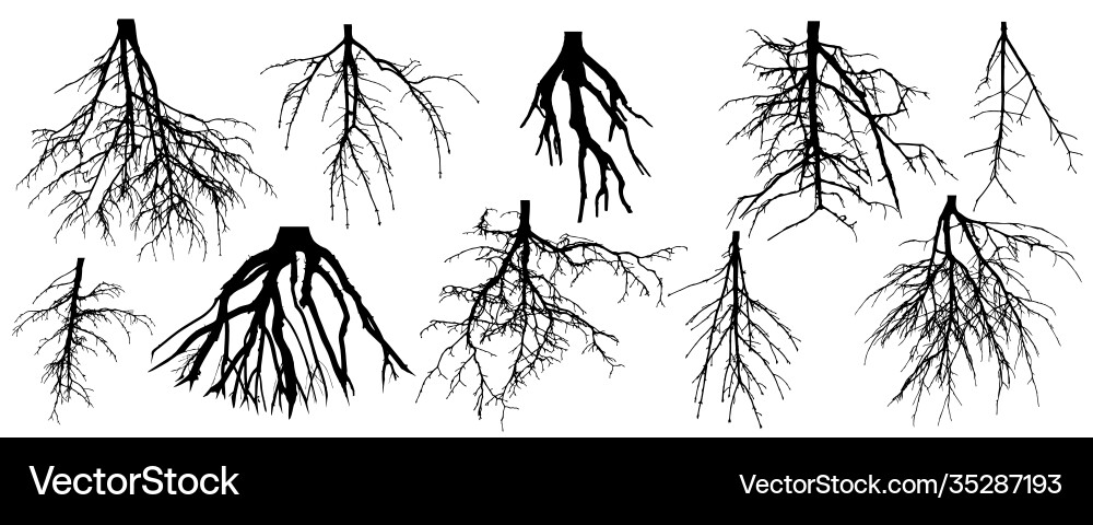 Roots different trees set rootage Roots different trees set rootage vector image