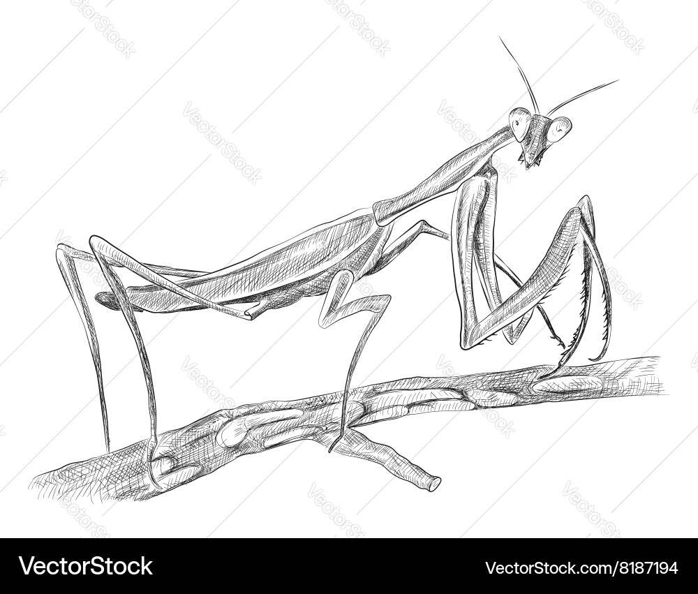 Grasshopper sitting on tree side view vector image