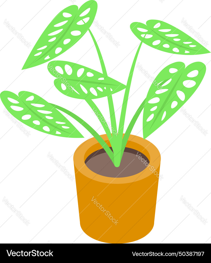 Monstera plant icon isometric tropical Monstera plant icon isometric tropical vector image