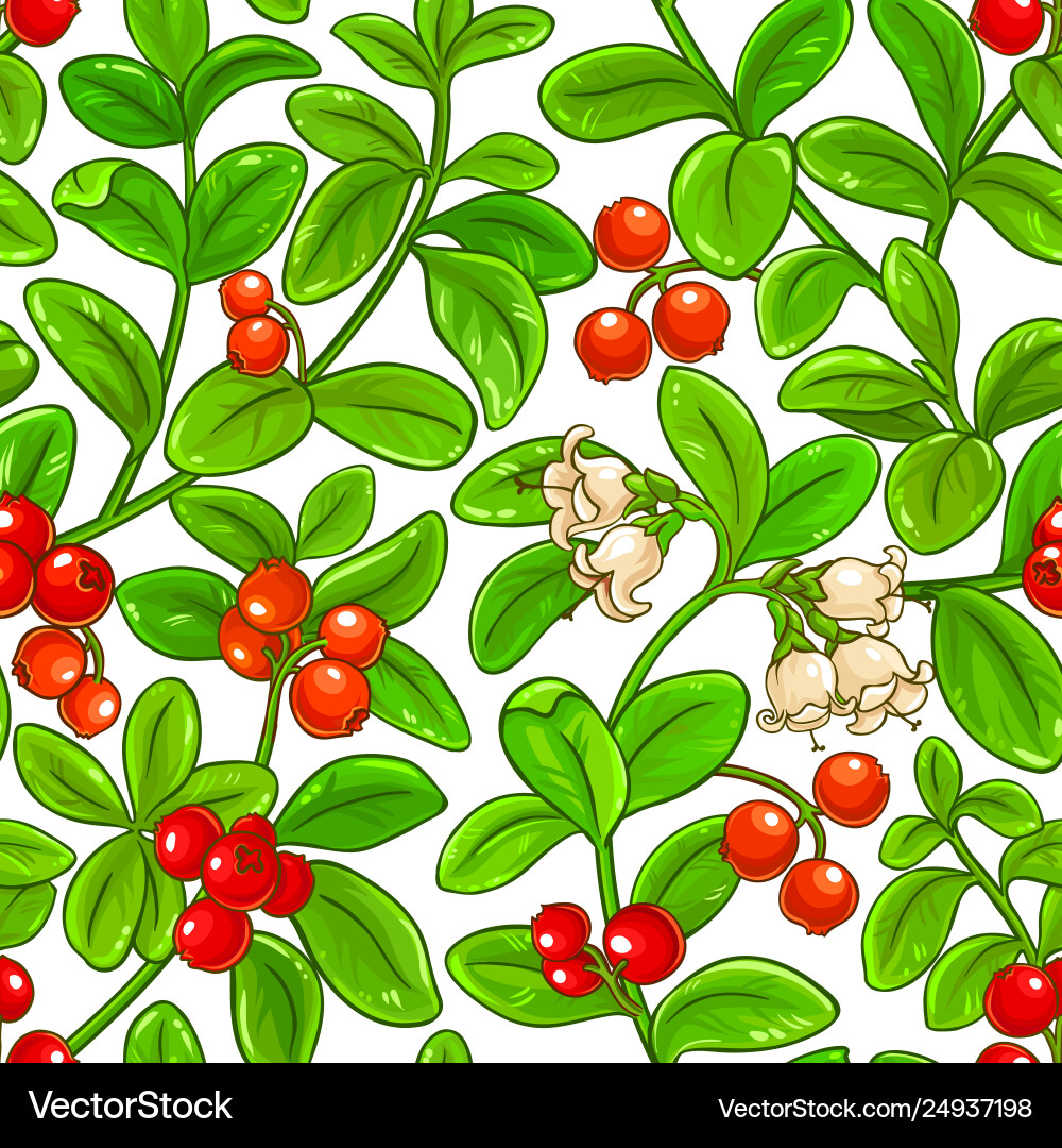Lingonberry Zweige Muster Lingonberry Zweige Muster Vektorbild
