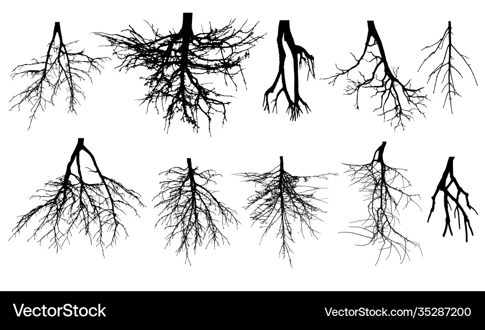 Tree Root System - Botanical Roots vector image