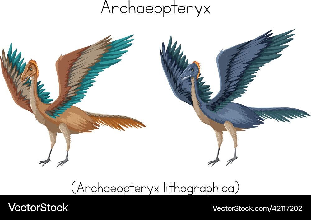 Two Colorful Archaeopteryx – Royalty-Free Vector | VectorStock