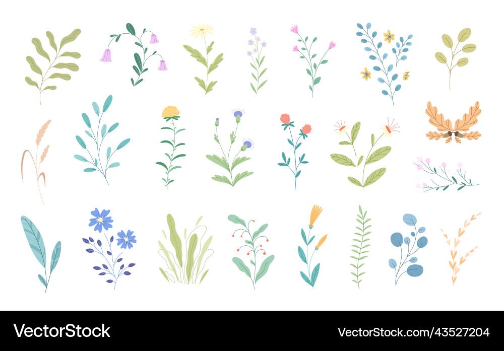 Botanical Wildflowers and Herbs Collection Vector Image