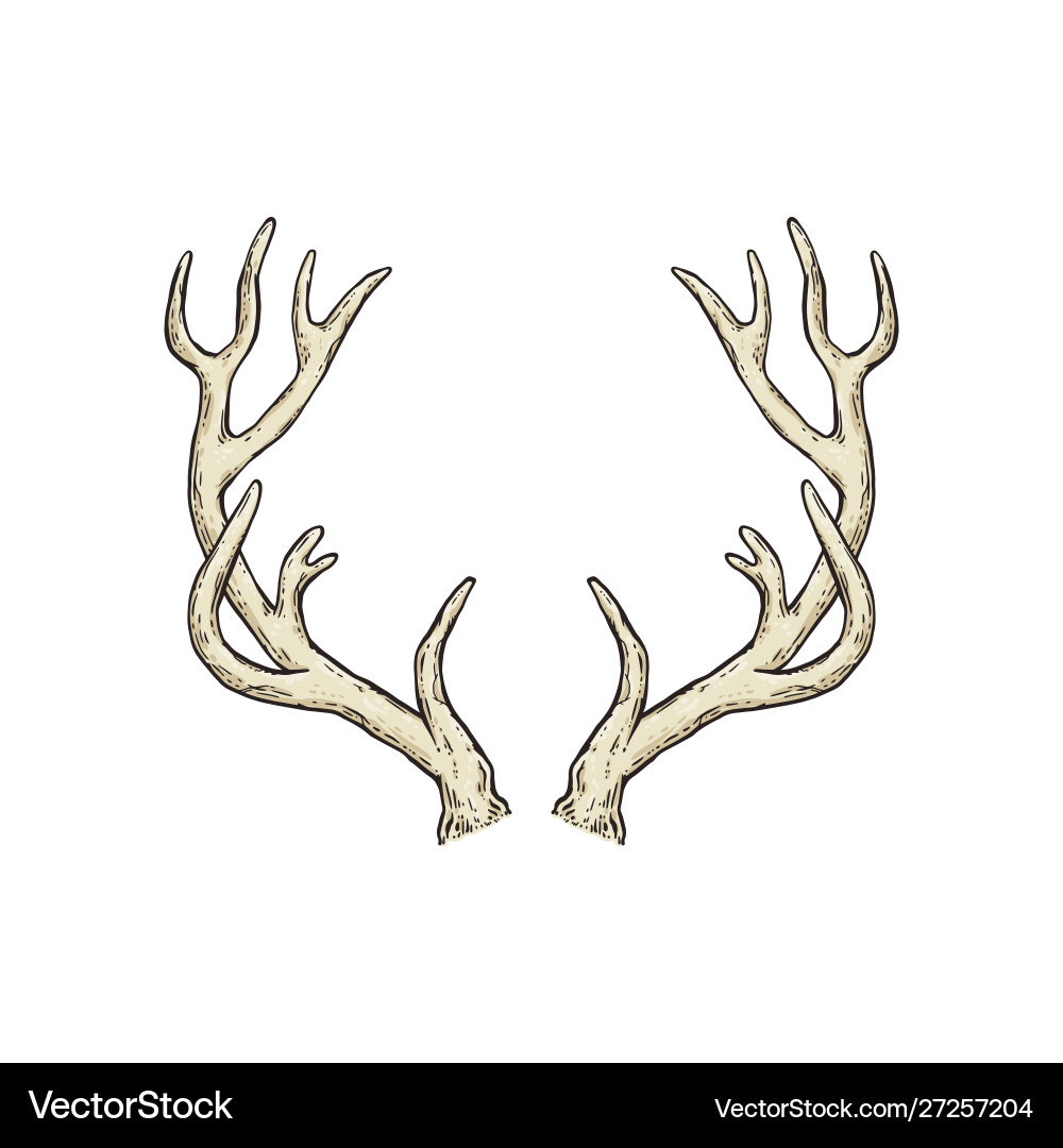 Elegant Deer Antlers Drawing – Royalty-Free Vector | VectorStock, image size:1000x1080