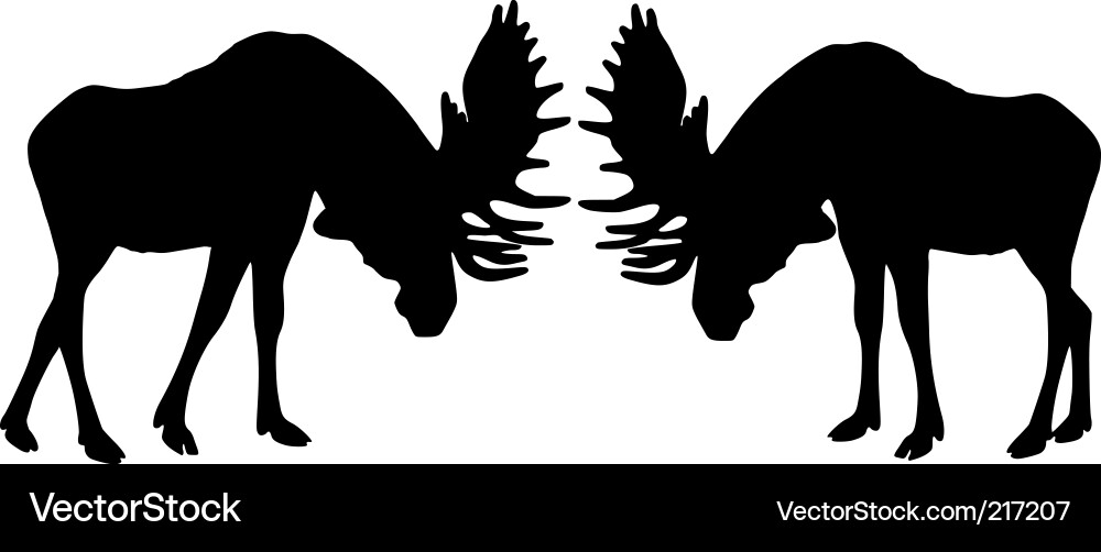 Moose Rutting Display Vector Image