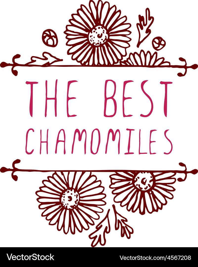 Handsketched typographic element with chamomiles Vector Image