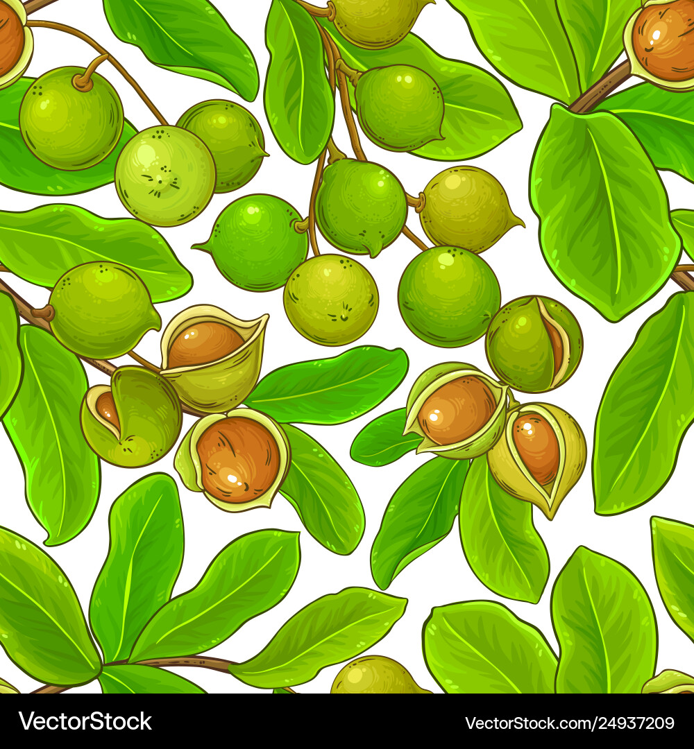 Macadamia branches pattern Macadamia branches pattern vector image