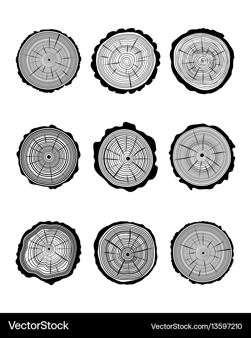 Cross section of trunks vector image