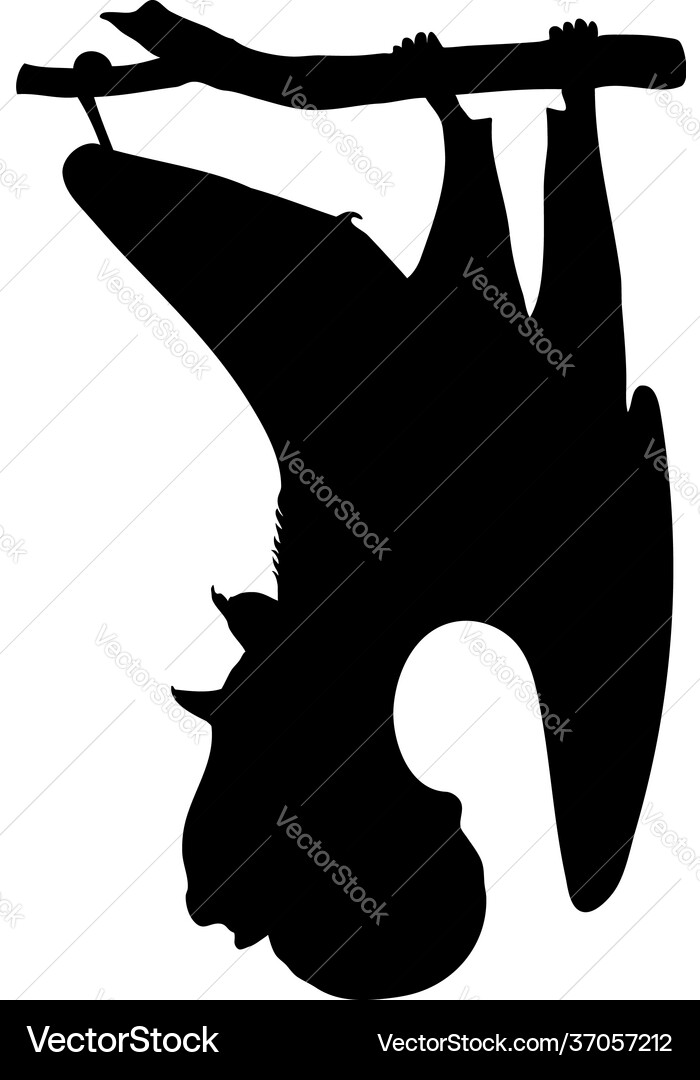 Hammerkopf Fledermaus Silhouette Hammerkopf Fledermaus Silhouette vektorbild