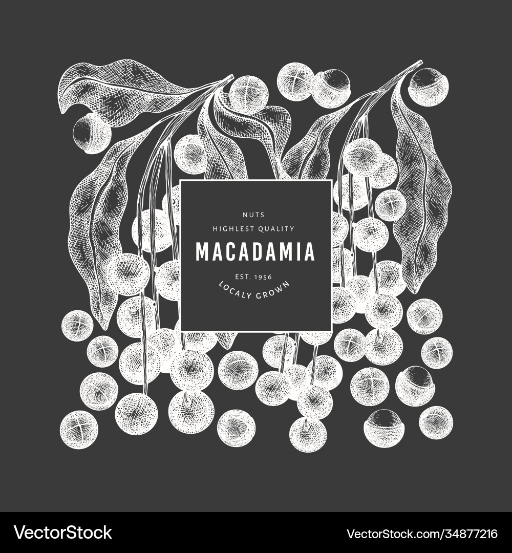 Hand drawn macadamia branch and kernels design vector image